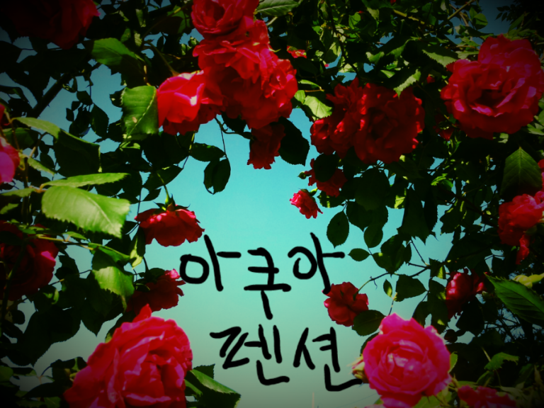 아쿠아의 여름