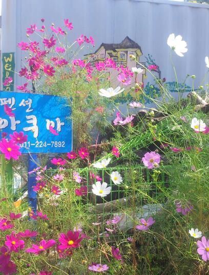 아쿠아의 가을